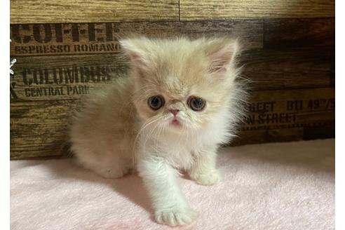 成約済の山梨県のエキゾチックショートヘア-24092の5枚目
