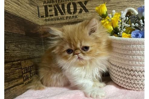 成約済の山梨県のエキゾチックショートヘア-24093