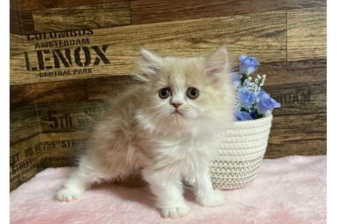 成約済の山梨県のエキゾチックショートヘア-24094