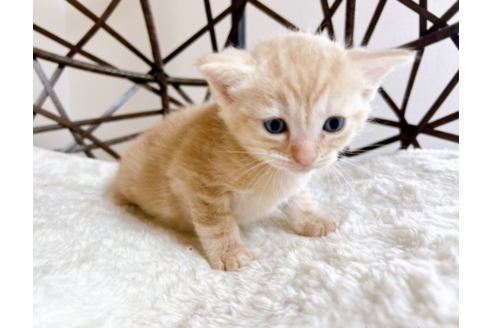 その他の猫種の子猫を探す 27ページ目 子猫ブリーダーナビ
