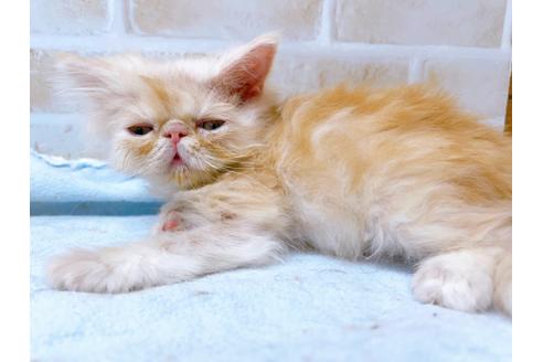 成約済の東京都のエキゾチックショートヘア-24194の8枚目