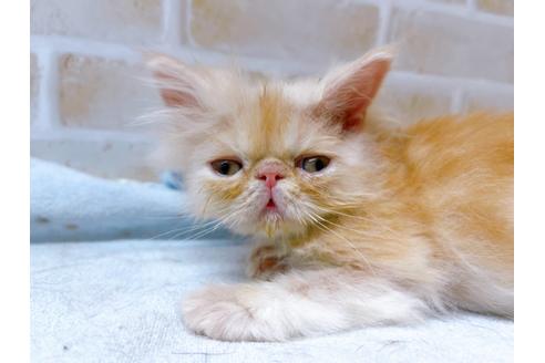 成約済の東京都のエキゾチックショートヘア-24194