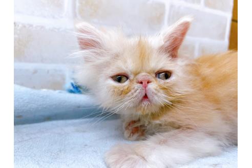 成約済の東京都のエキゾチックショートヘア-24194の3枚目