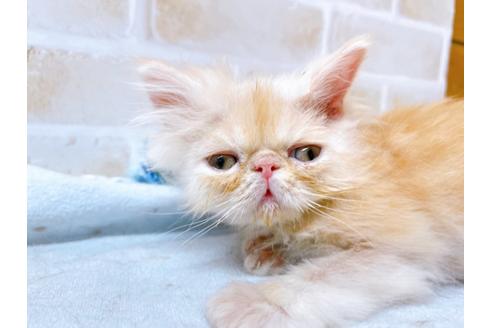 成約済の東京都のエキゾチックショートヘア-24194の4枚目