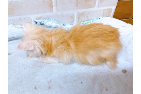 成約済の東京都のエキゾチックショートヘア-24194の6枚目