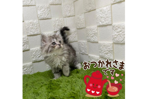成約済の埼玉県のスコティッシュフォールド-24141の2枚目