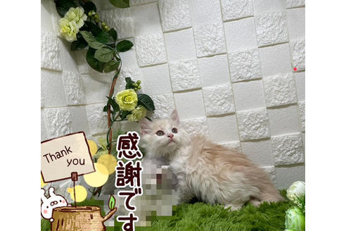 成約済の埼玉県のスコティッシュフォールド-24143