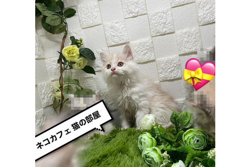 成約済の埼玉県のスコティッシュフォールド-24143の2枚目