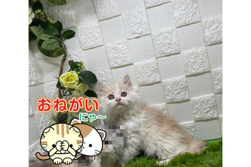 成約済の埼玉県のスコティッシュフォールド-24143の4枚目