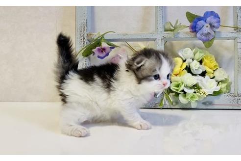 成約済の大阪府のスコティッシュフォールド-24169の3枚目