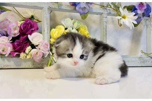 成約済の大阪府のスコティッシュフォールド-24169の5枚目