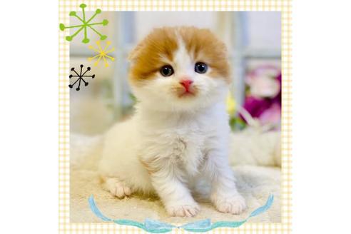 成約済の大阪府のスコティッシュフォールド-24170の1枚目