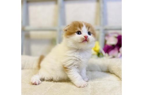 成約済の大阪府のスコティッシュフォールド-24170の5枚目