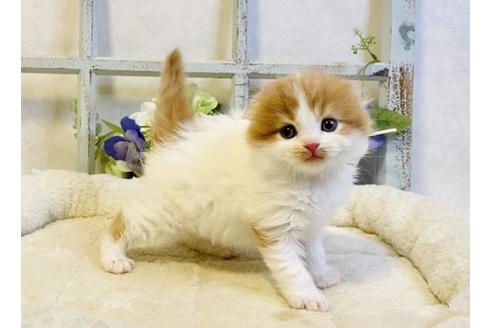 成約済の大阪府のスコティッシュフォールド-24170の3枚目