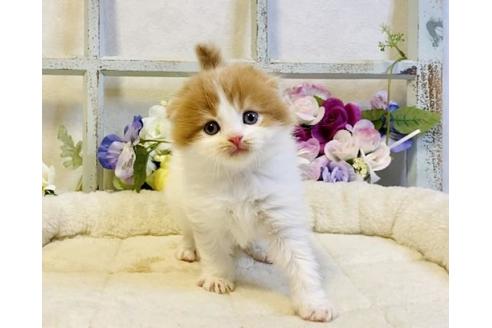 成約済の大阪府のスコティッシュフォールド-24170の2枚目