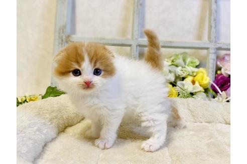 成約済の大阪府のスコティッシュフォールド-24170の4枚目