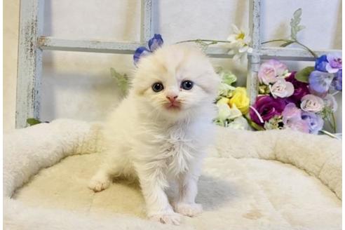 成約済の大阪府のスコティッシュフォールド-24173の5枚目