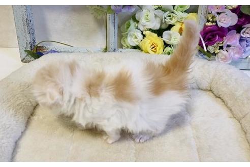 成約済の大阪府のスコティッシュフォールド-24173の2枚目