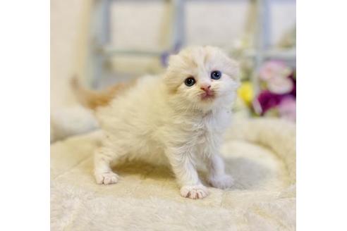 成約済の大阪府のスコティッシュフォールド-24173の4枚目