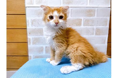 成約済の東京都のスコティッシュフォールド-23005の1枚目