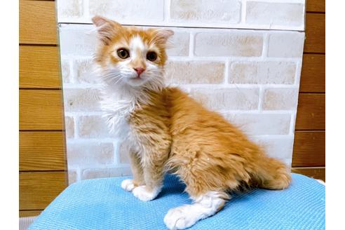 成約済の東京都のスコティッシュフォールド-23005の3枚目