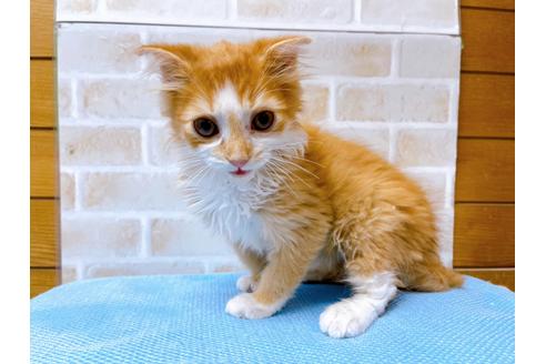 成約済の東京都のスコティッシュフォールド-23005の2枚目