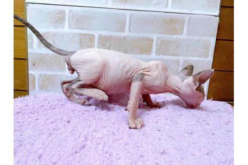 成約済の東京都のその他の猫種-23280の7枚目