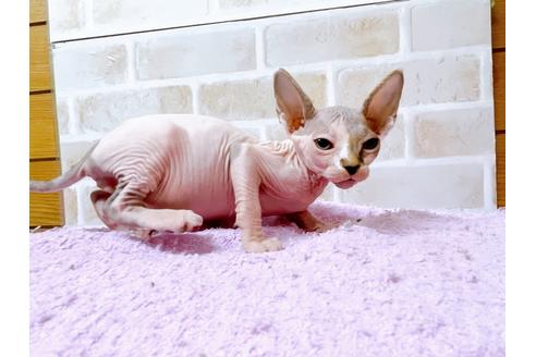成約済の東京都のその他の猫種-23280の8枚目