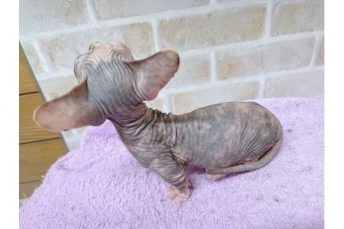 成約済の東京都のその他の猫種-23279の20枚目