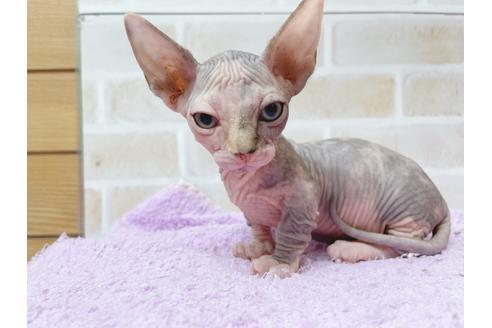 成約済の東京都のその他の猫種-23279の19枚目