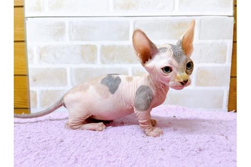 成約済の東京都のその他の猫種-23277の13枚目