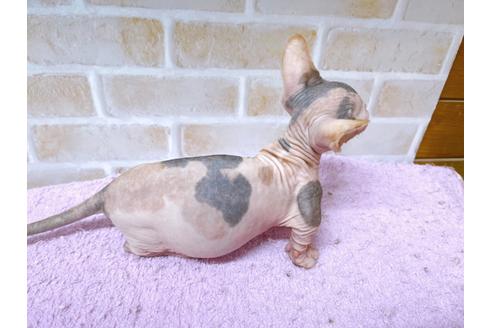 成約済の東京都のその他の猫種-23277の12枚目
