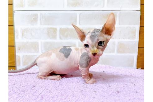 成約済の東京都のその他の猫種-23277の11枚目
