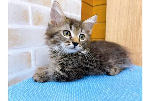 成約済の東京都のマンチカン-23008の7枚目