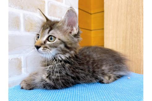 成約済の東京都のマンチカン-23008の6枚目