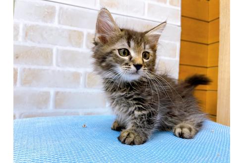 成約済の東京都のマンチカン-23008の5枚目