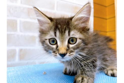 成約済の東京都のマンチカン-23008の4枚目