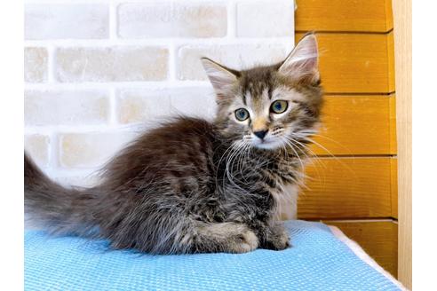 成約済の東京都のマンチカン-23008の3枚目