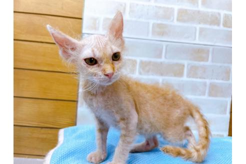 成約済の東京都のその他の猫種-23007の17枚目