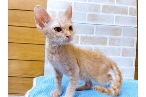 成約済の東京都のその他の猫種-23007の16枚目