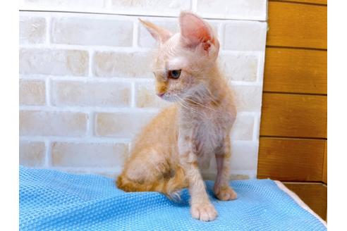 成約済の東京都のその他の猫種-23007の10枚目