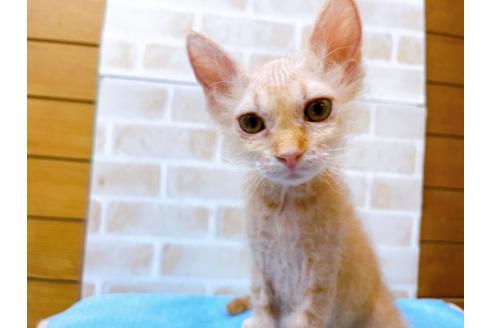 成約済の東京都のその他の猫種-23007の15枚目