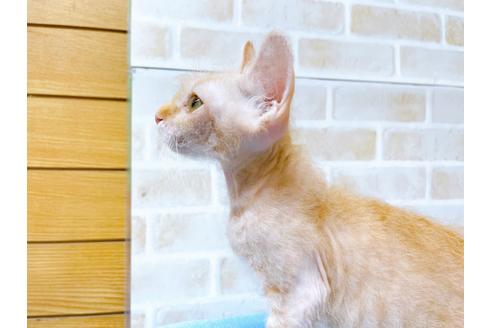 成約済の東京都のその他の猫種-23007の13枚目