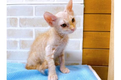 成約済の東京都のその他の猫種-23007の12枚目