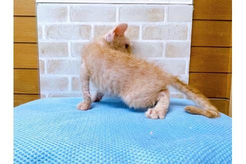 成約済の東京都のその他の猫種-23007の11枚目