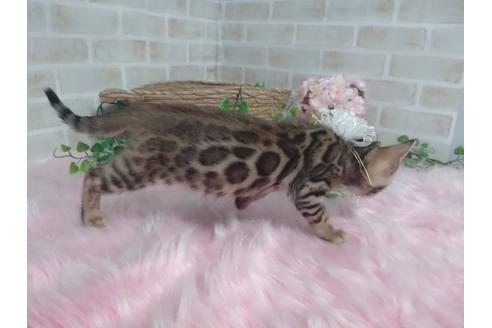 成約済の神奈川県のベンガル-24333の3枚目