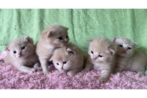 成約済の埼玉県のスコティッシュフォールド-24336の1枚目