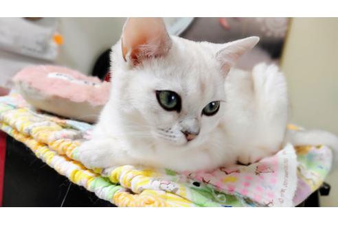 成約済の東京都のその他の猫種-22072の7枚目