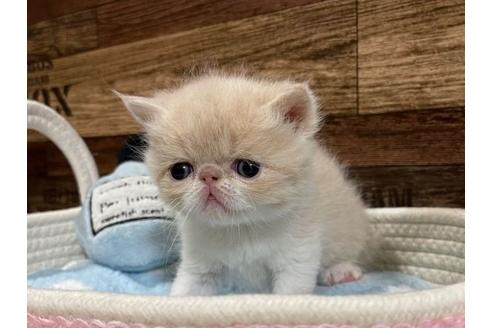 成約済の山梨県のエキゾチックショートヘア-24348の2枚目