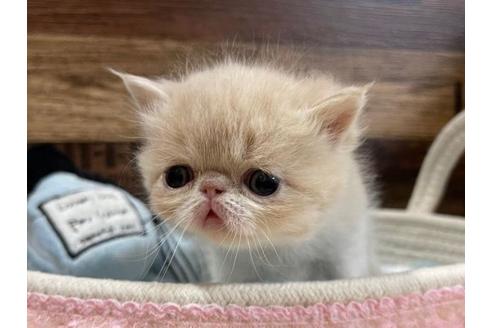成約済の山梨県のエキゾチックショートヘア-24348の1枚目